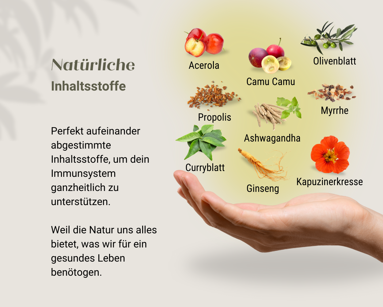 Nur natürliche Inhalte wie Acerola, Camu Camu, Olivenblatt, Propolis, Asgwagandha, Myrrhe