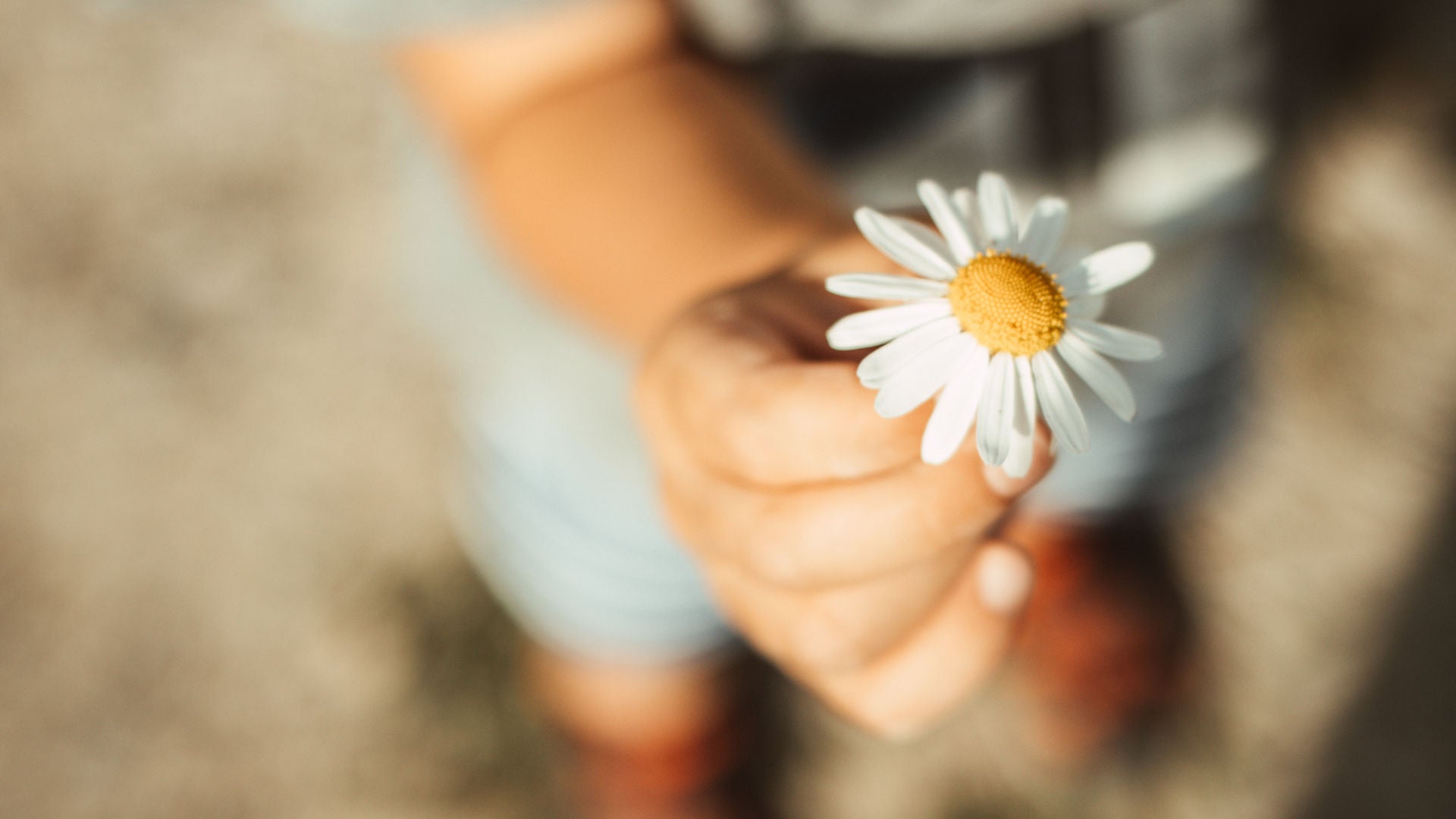 Blume in der Hand