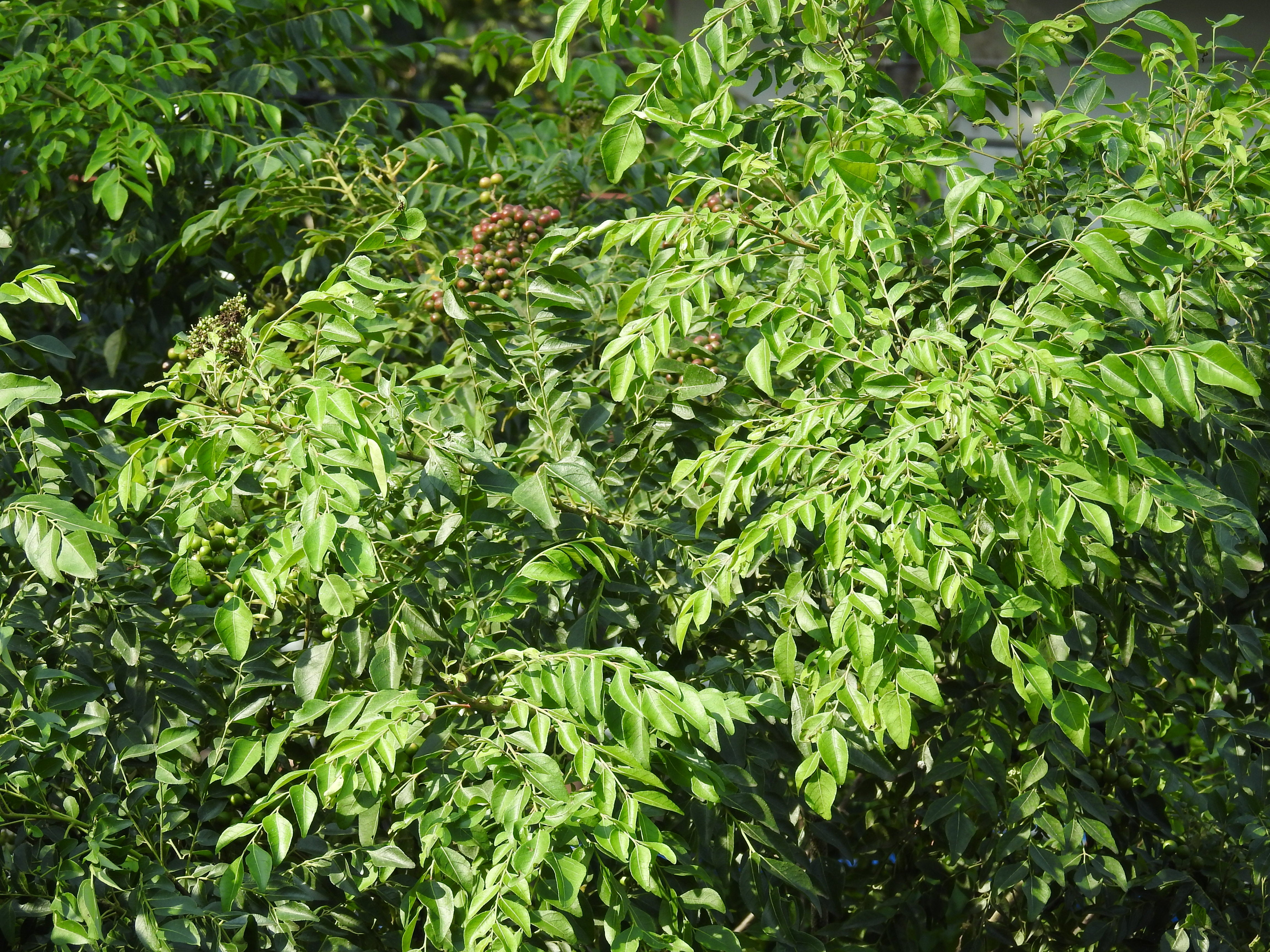 Curry Blatt - Lexikon der Inhaltsstoffe