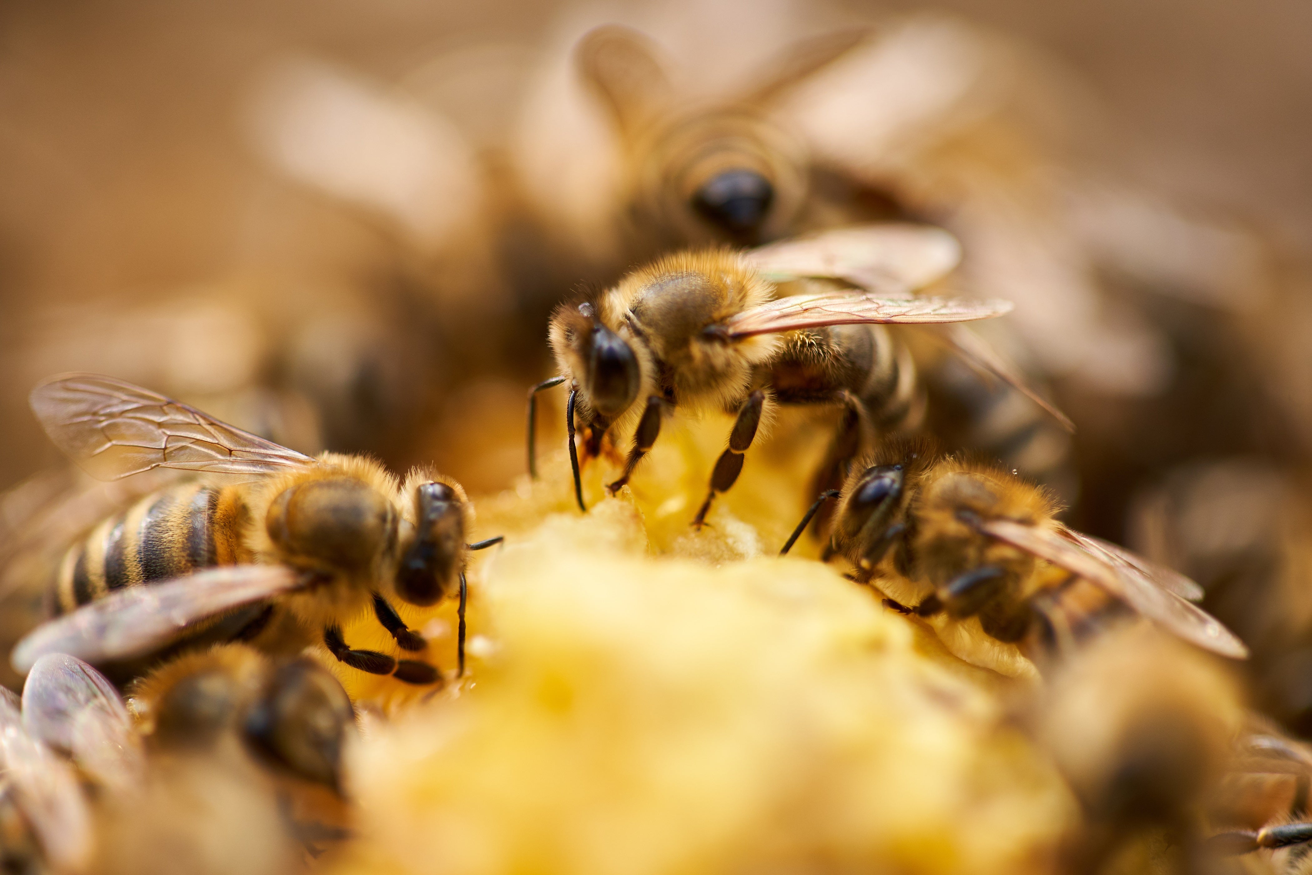 Propolis - Lexikon der Inhaltsstoffe